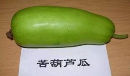 梦见买了葫芦瓜吃,葫芦瓜的神秘之旅