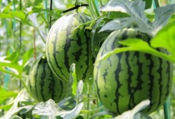 免费吃瓜基地,共享美食，共享快乐