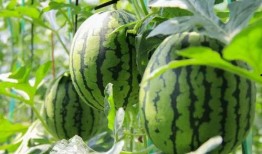 免费吃瓜基地,共享美食，共享快乐