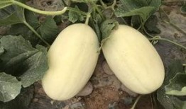 台河吃瓜,探寻夏日消暑美食之旅