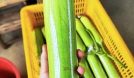 夏天吃瓜模式视频,跟着“吃瓜模式”视频畅享清凉时光