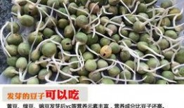 吃瓜发芽,揭秘瓜类植物的生长奥秘