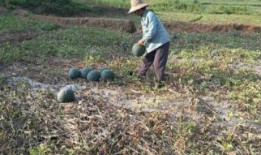 光棍在地里吃瓜,独享田园乐逍遥