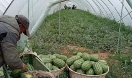 吃内蒙的瓜,品味草原上的甜蜜诱惑