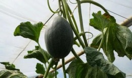 来大棚里吃瓜,共享瓜果飘香时光