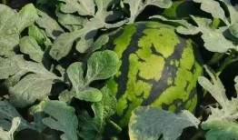 寿光泰华吃瓜,一场吃瓜盛宴背后的故事