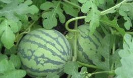 拥序吃瓜,从拥序吃瓜看网络时代的社交现象