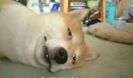 带你吃瓜补全图片