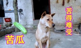 凉瓜狗狗可以吃吗,宠物饮食指南揭秘