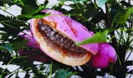 八月瓜吃瓜的哪些部分,从果肉到叶子的美味探索