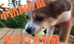 路边吃瓜的狗,见证人间百态的忠实伙伴