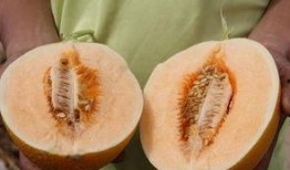 梦见吃甜蜜瓜,揭秘甜蜜梦境的神秘寓意