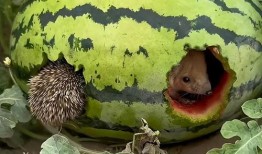 瓜吃虫子,自然界的奇妙共生现象