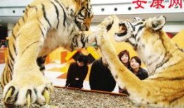 梦见老虎吃瓜,老虎与瓜果的神秘邂逅