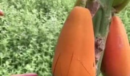 什么女人喜欢吃瓜,揭秘女性偏爱“吃瓜”的奥秘