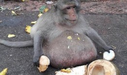 猴子吃瓜不懂装懂,幽默解读生活中的“不懂装懂”现象