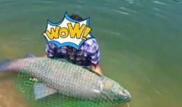 鱼可以吃瓜吗,探索水族与果蔬的奇妙交融