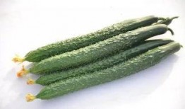 彩色吃瓜,彩色吃瓜的奇幻之旅