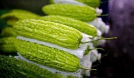 安然 吃瓜,揭秘金融巨头背后的“吃瓜”真相