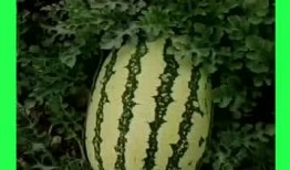 免费吃瓜基地,共享美食，共享快乐