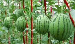 梦见进瓜园吃瓜,瓜园仙境中的甜蜜诱惑