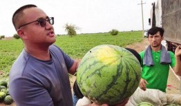 龙牙吃瓜现场,揭秘娱乐圈幕后风云