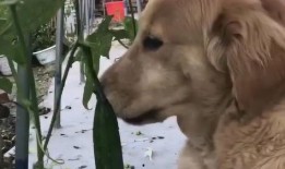 带你吃瓜狗子蹦迪,带你领略“带你吃瓜狗子蹦迪”的独特魅力