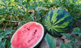 夏吃瓜图片大全