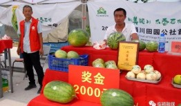 甜瓜吃瓜现场,揭秘甜瓜吃瓜的欢乐瞬间