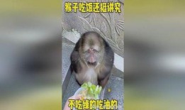 猴子吃瓜不懂装懂,幽默解读生活中的“不懂装懂”现象