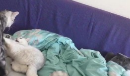 猫儿打架吃瓜,围观打架，瓜分猫界秘闻