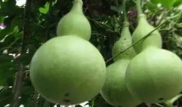 梦见买了葫芦瓜吃,葫芦瓜的神秘之旅