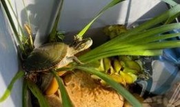 淼淼网恋吃瓜,淼淼的甜蜜与苦涩