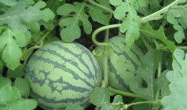 db吃瓜怎么吃,轻松解锁瓜界新潮流