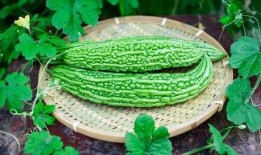 良瓜怎么吃,探索多样食用方法