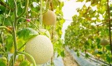 梨瓜囊可以吃吗,美味可口的天然食材探索