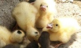 吃瓜鸭子的视频,揭秘鸭界“吃瓜群众”的欢乐时光