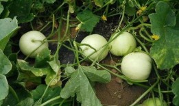 大青长瓜怎么吃,探索健康美味新选择