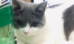 草原特殊的吃瓜,瓜果飘香的夏日盛宴