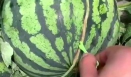 瓜田里吃瓜人,品味人生百态