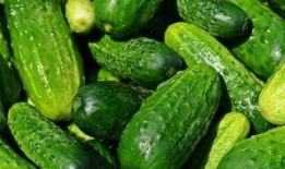 可以蘸糖吃的瓜是什么瓜,揭秘可蘸糖食用的瓜类美味