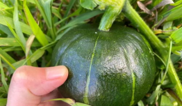 贝贝瓜这么吃,探索美味与健康的完美融合