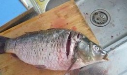 鲤鱼为什么吃瓜,揭秘水生动物的特殊饮食习惯