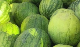 兰州最新吃瓜,揭秘最新网红吃瓜攻略