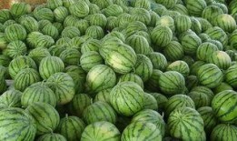 温州龙港吃瓜事件