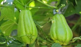 佛手瓜和平果一起吃,营养互补的养生搭配