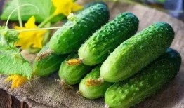 吃瓜是营养吗,吃瓜真的能补充营养吗？揭秘瓜果的养生秘密